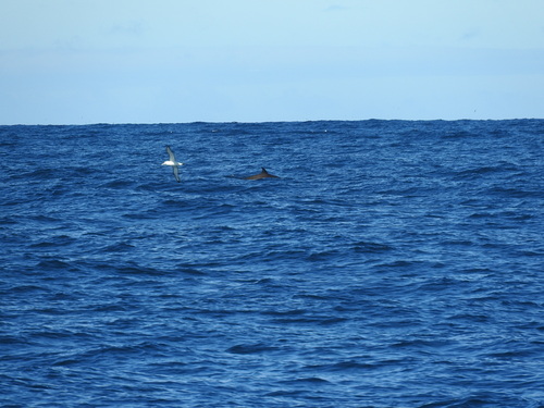 Shepherd's Beaked Whale