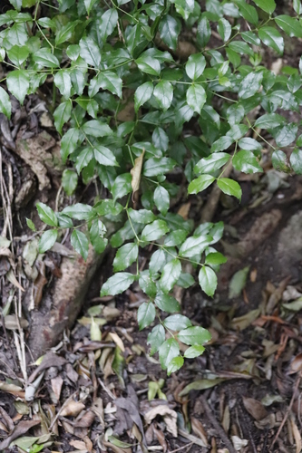 Cassinopsis ilicifolia (Cassinopsis ilicifolia)