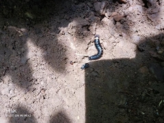 Cryptalaus sordidus