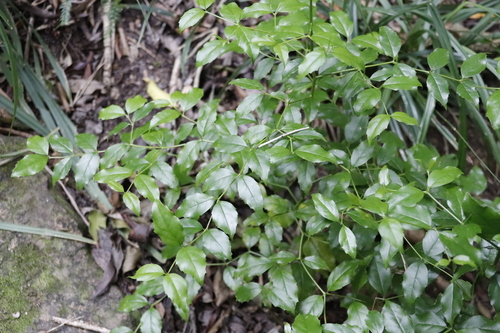 Image of Cassinopsis ilicifolia by (c) Tony Rebelo, some rights reserved (CC BY-SA)