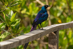 Lamprotornis caudatus
