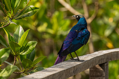 Lamprotornis caudatus