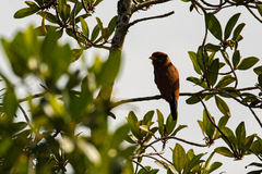 Eurystomus glaucurus