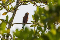 Eurystomus glaucurus