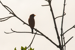 Eurystomus glaucurus