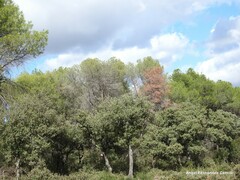 Quercus rotundifolia