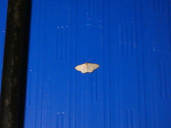 Leptostales terminata