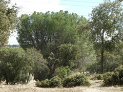 Quercus rotundifolia