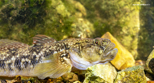 Arno goby (Padogobius nigricans) — Gobiidae — 3