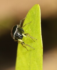 Heliophanus