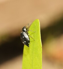 Heliophanus