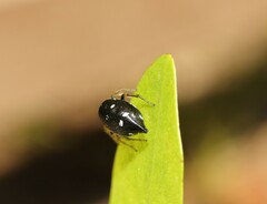 Heliophanus