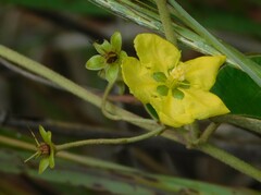 Sphedamnocarpus pruriens