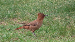 Pseudoseisura lophotes