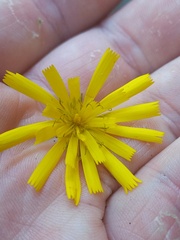Hieracium lepidulum