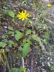 Hieracium lepidulum
