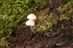Mycena niveipes