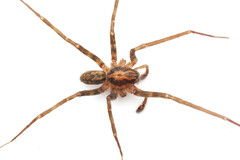 Austrotengella hackerae