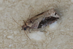 Statherotis pendulata