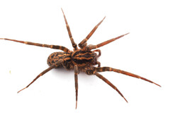 Austrotengella hackerae