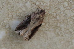 Statherotis pendulata