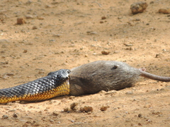 Notechis scutatus occidentalis