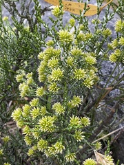 Ozothamnus cupressoides