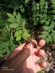 Scolopendra japonica