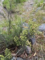Ozothamnus cupressoides