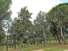 Cupressus arizonica