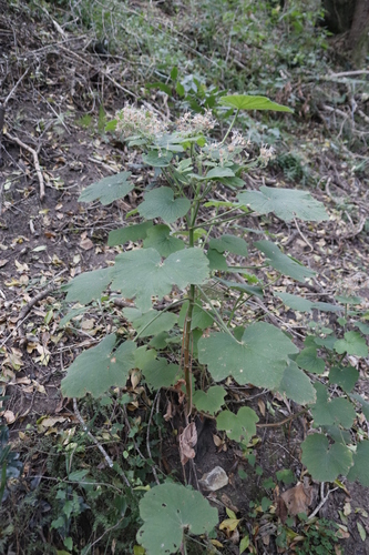 Image of Pelargonium papilionaceum by (c) Tony Rebelo, some rights reserved (CC BY-SA)