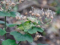 Pelargonium papilionaceum