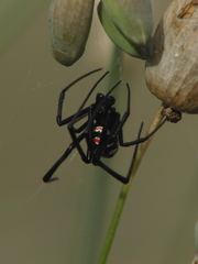 Latrodectus tredecimguttatus