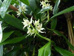 Prosthechea fragrans