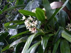 Prosthechea fragrans