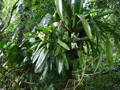 Prosthechea fragrans