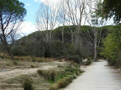 Populus × canadensis