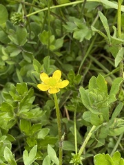 Ranunculus pimpinellifolius
