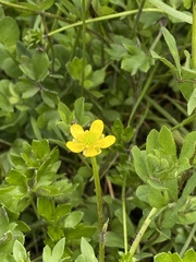 Ranunculus pimpinellifolius