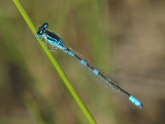 Coenagrion scitulum