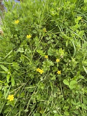 Ranunculus pimpinellifolius
