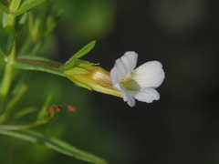 Gratiola officinalis