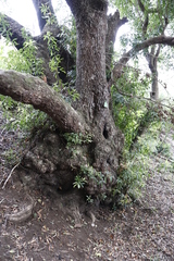 Platylophus trifoliatus