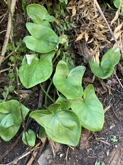 Arisarum