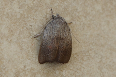 Tortricopsis pyroptis