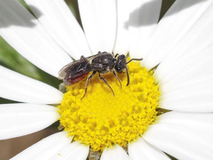 Sphecodes ruficrus