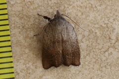 Tortricopsis pyroptis