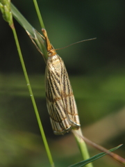 Chrysocrambus