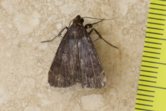 Hydrillodes funestalis