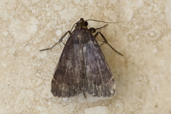 Hydrillodes funestalis